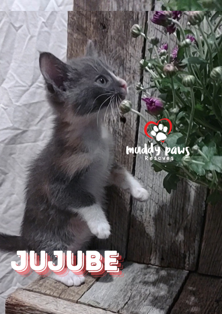 Jelly Belly Litter: Jujube