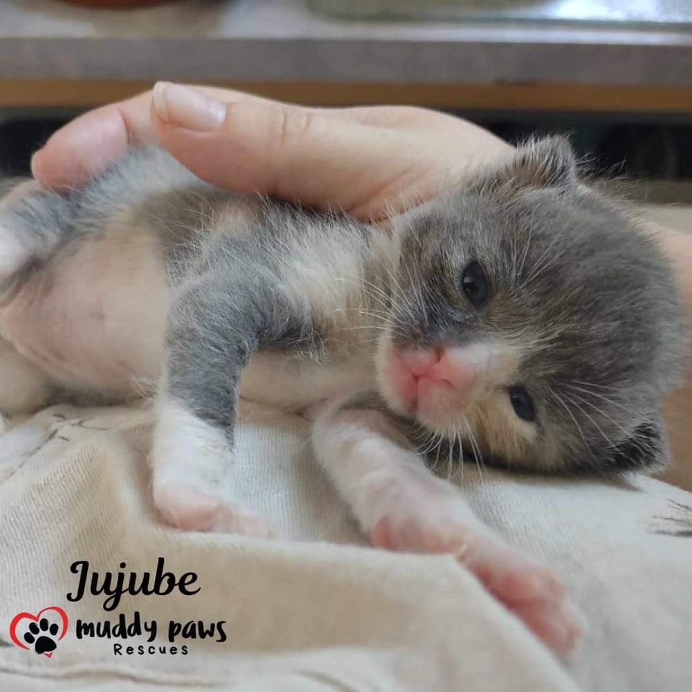 Jelly Belly Litter: Jujube