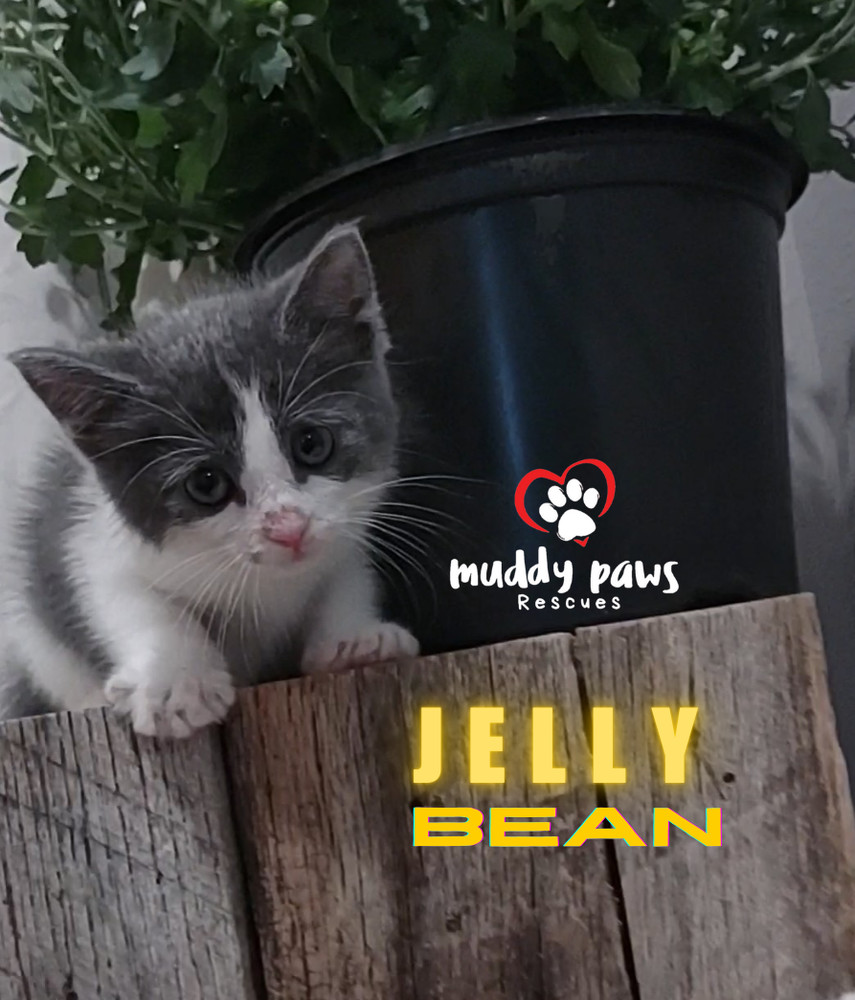 Jelly Belly Litter: Jelly Bean - No Longer Accepting Applications