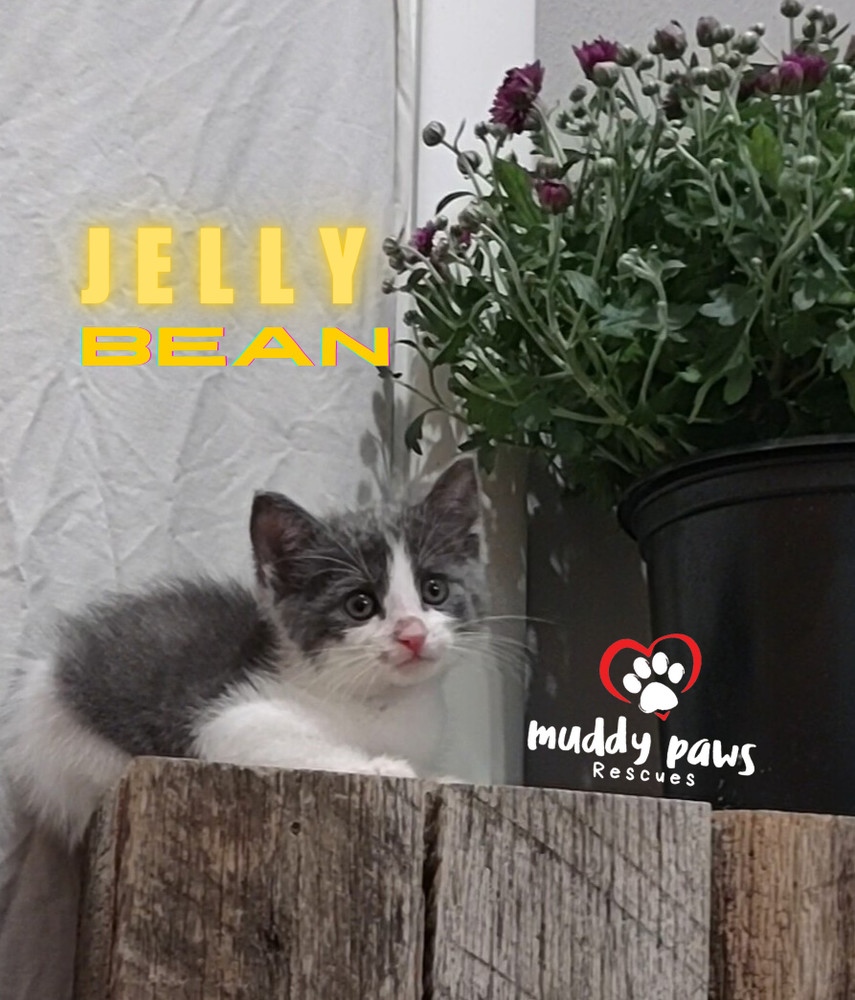 Jelly Belly Litter: Jelly Bean - No Longer Accepting Applications