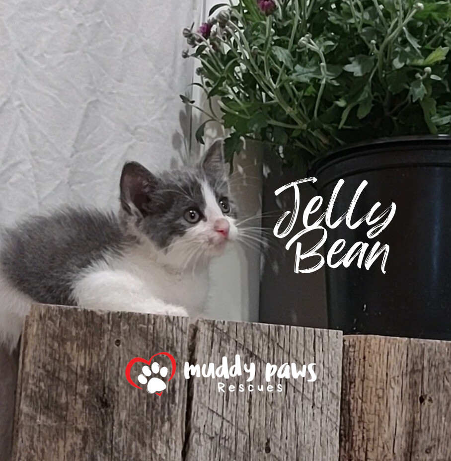 Jelly Belly Litter: Jelly Bean - No Longer Accepting Applications