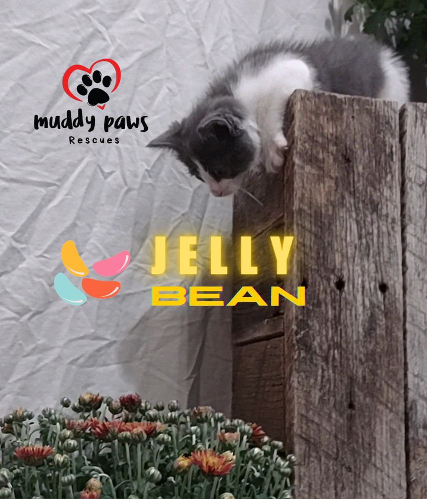 Jelly Belly Litter: Jelly Bean - No Longer Accepting Applications