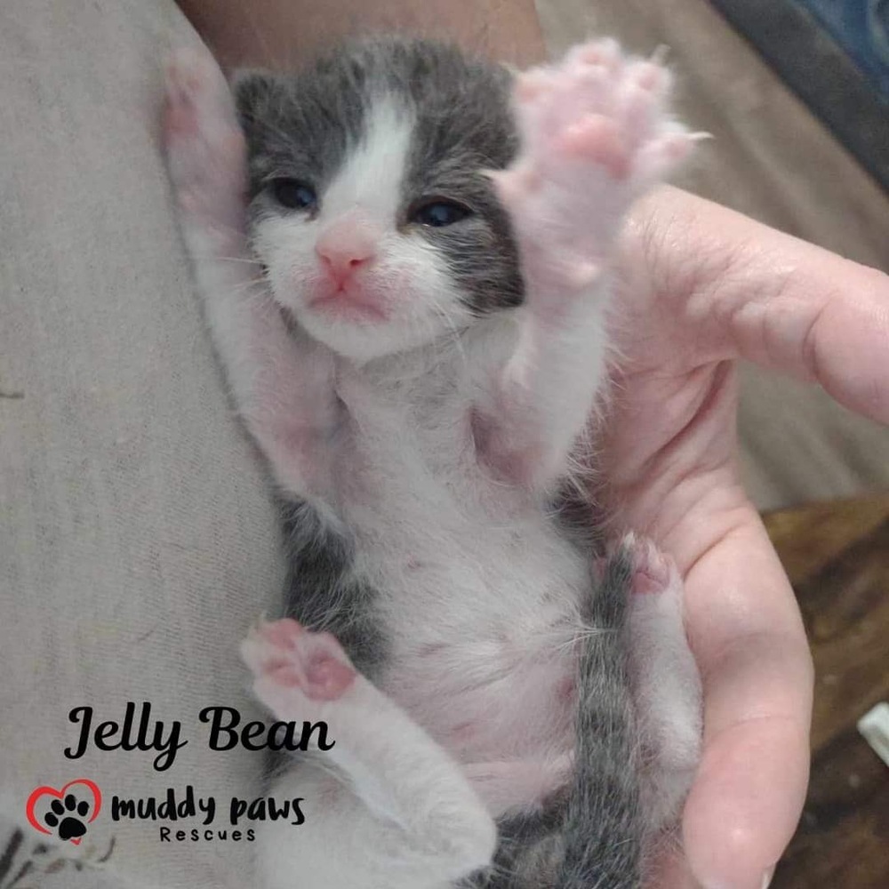 Jelly Belly Litter: Jelly Bean - No Longer Accepting Applications