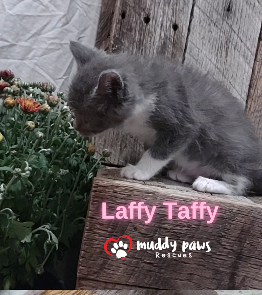 Jelly Belly Litter: Laffy Taffy