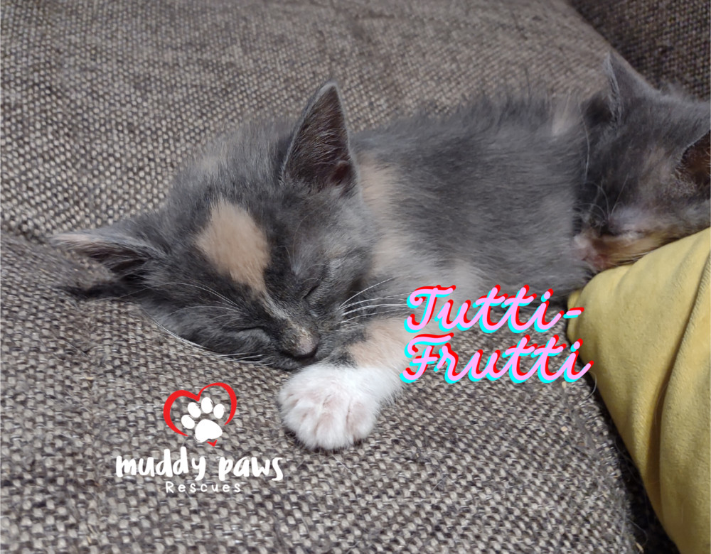 Jelly Belly Litter: Tutti-Frutti