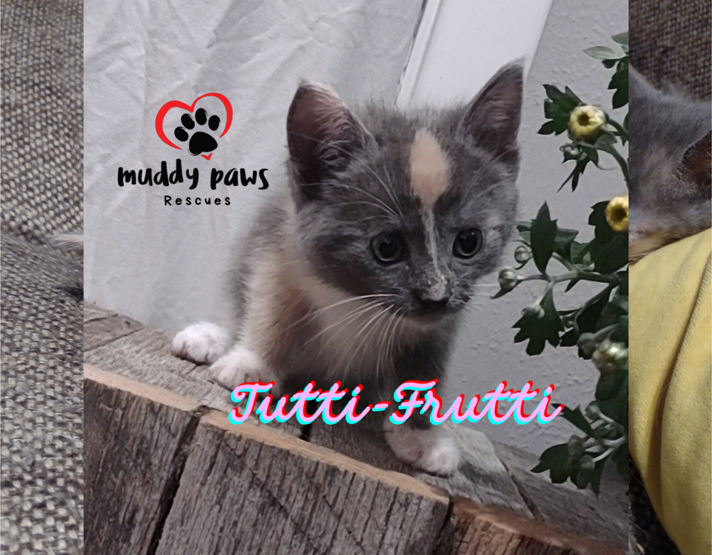 Jelly Belly Litter: Tutti-Frutti