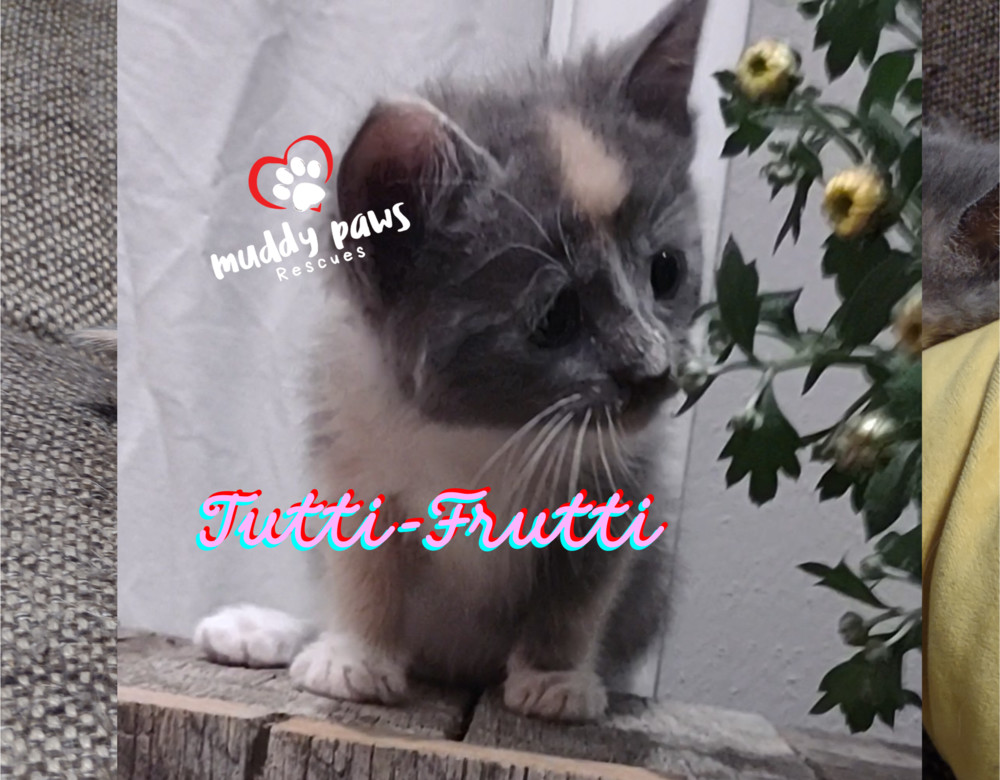 Jelly Belly Litter: Tutti-Frutti