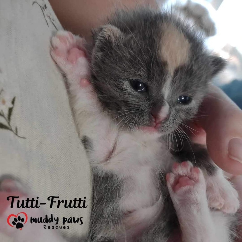 Jelly Belly Litter: Tutti-Frutti