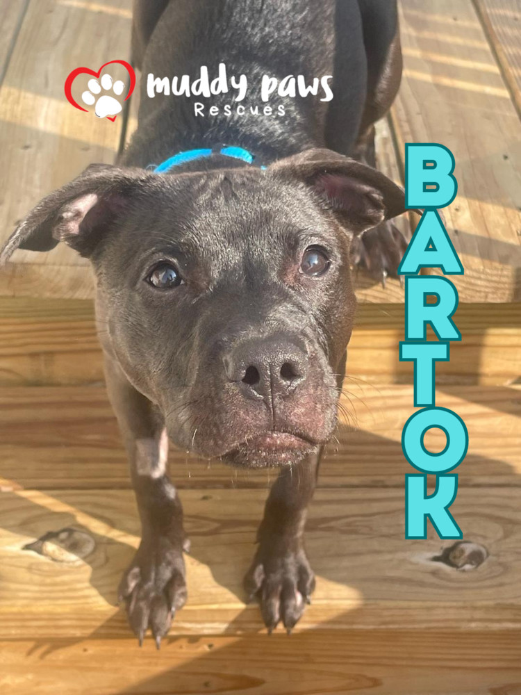 Bartok