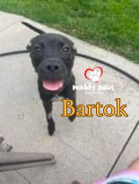 Bartok