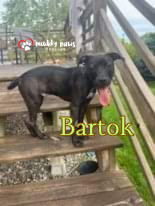 Bartok