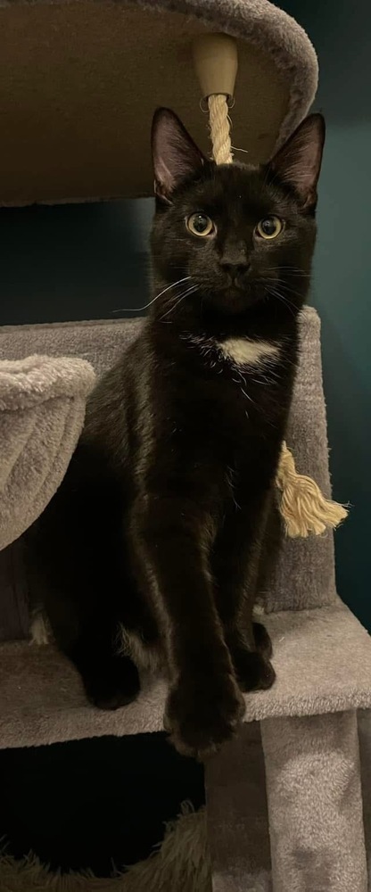 Zephyr