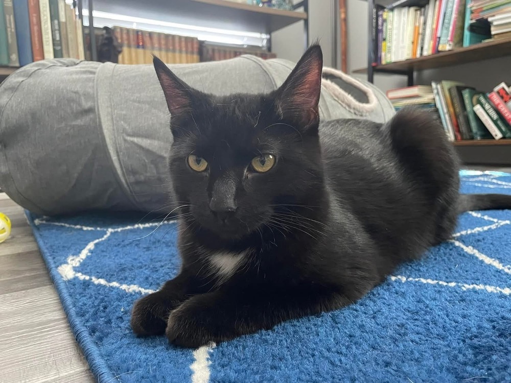 Zephyr