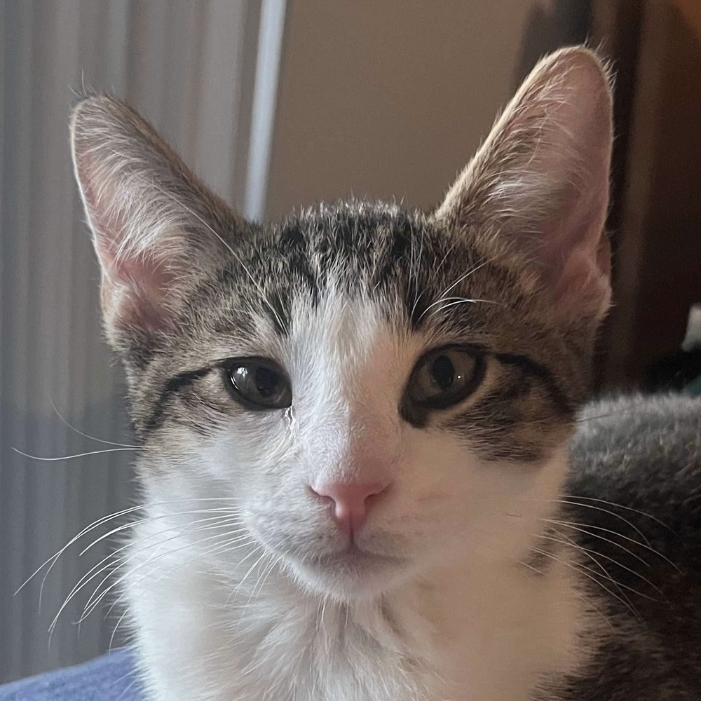 Junior
