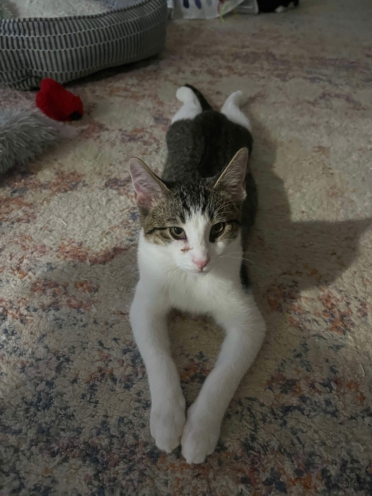 Junior