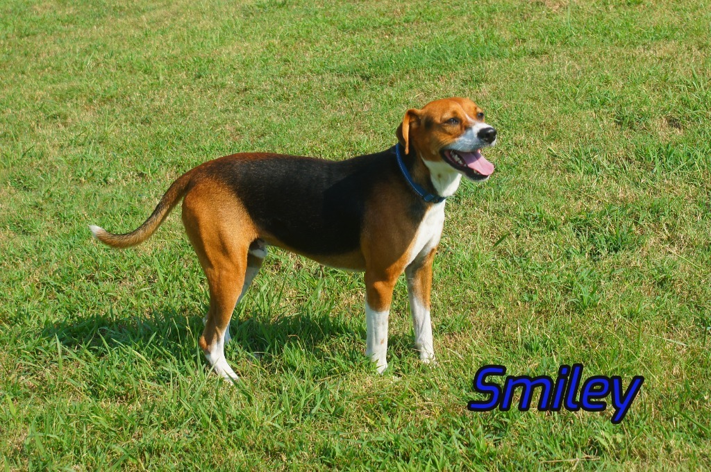 Smiley, an adoptable Beagle, Affenpinscher in Camden, TN, 38320 | Photo Image 1