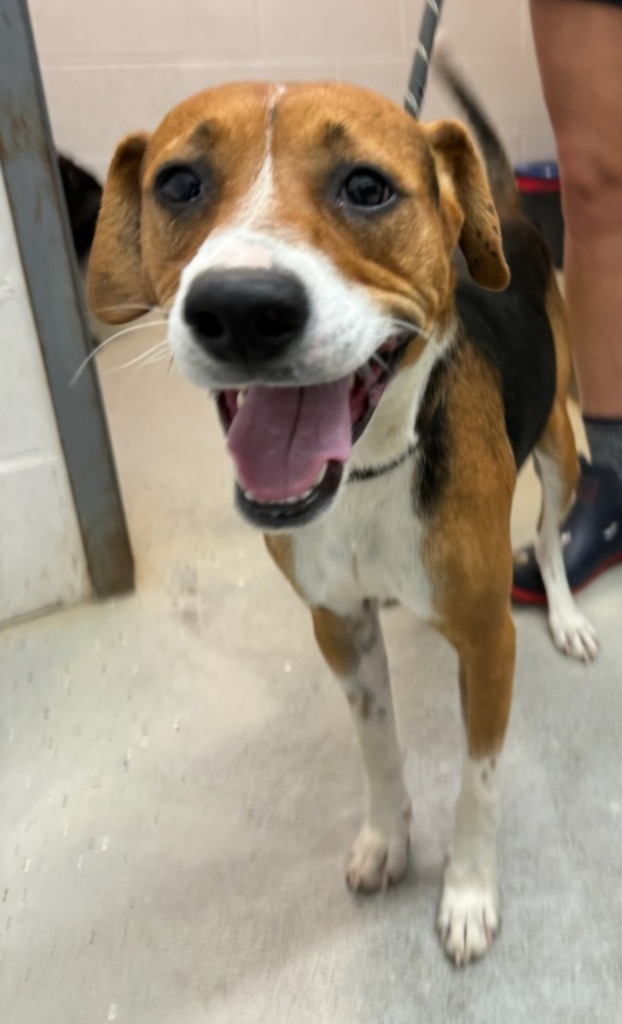 Smiley, an adoptable Beagle, Affenpinscher in Camden, TN, 38320 | Photo Image 2