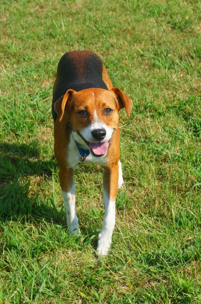 Smiley, an adoptable Beagle, Affenpinscher in Camden, TN, 38320 | Photo Image 3