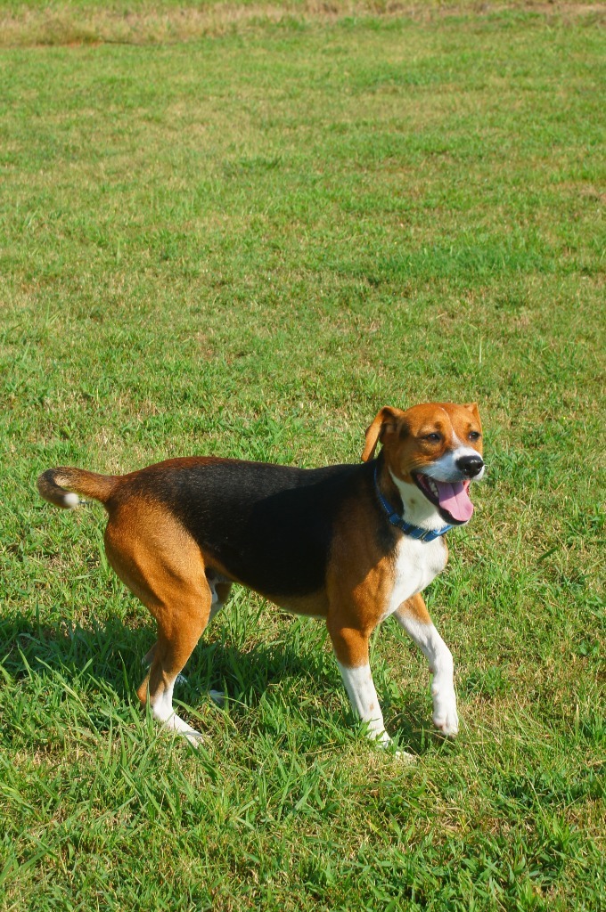 Smiley, an adoptable Beagle, Affenpinscher in Camden, TN, 38320 | Photo Image 4