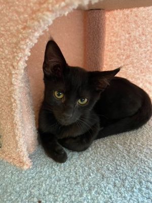 Baloo, Baby Male Domestic Short Hair