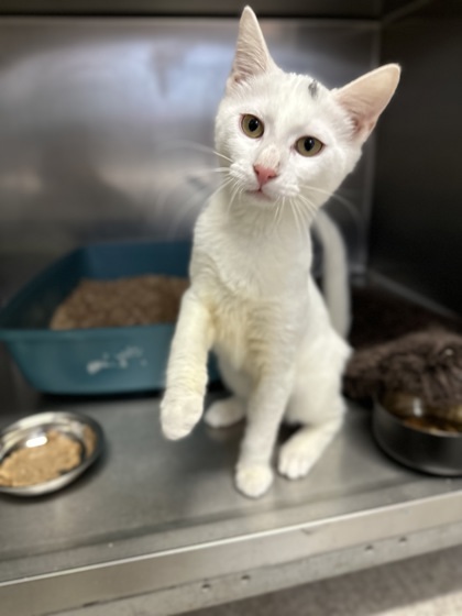 Rex, an adoptable Domestic Medium Hair, Domestic Short Hair in Moses Lake, WA, 98837 | Photo Image 1