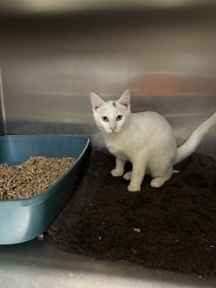 Rex, an adoptable Domestic Medium Hair, Domestic Short Hair in Moses Lake, WA, 98837 | Photo Image 3