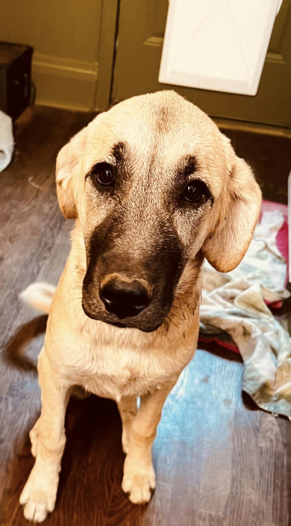 Bearette, an adoptable Anatolian Shepherd in Midway, UT, 84049 | Photo Image 1