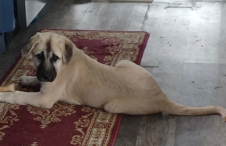 Bearette, an adoptable Anatolian Shepherd in Midway, UT, 84049 | Photo Image 2