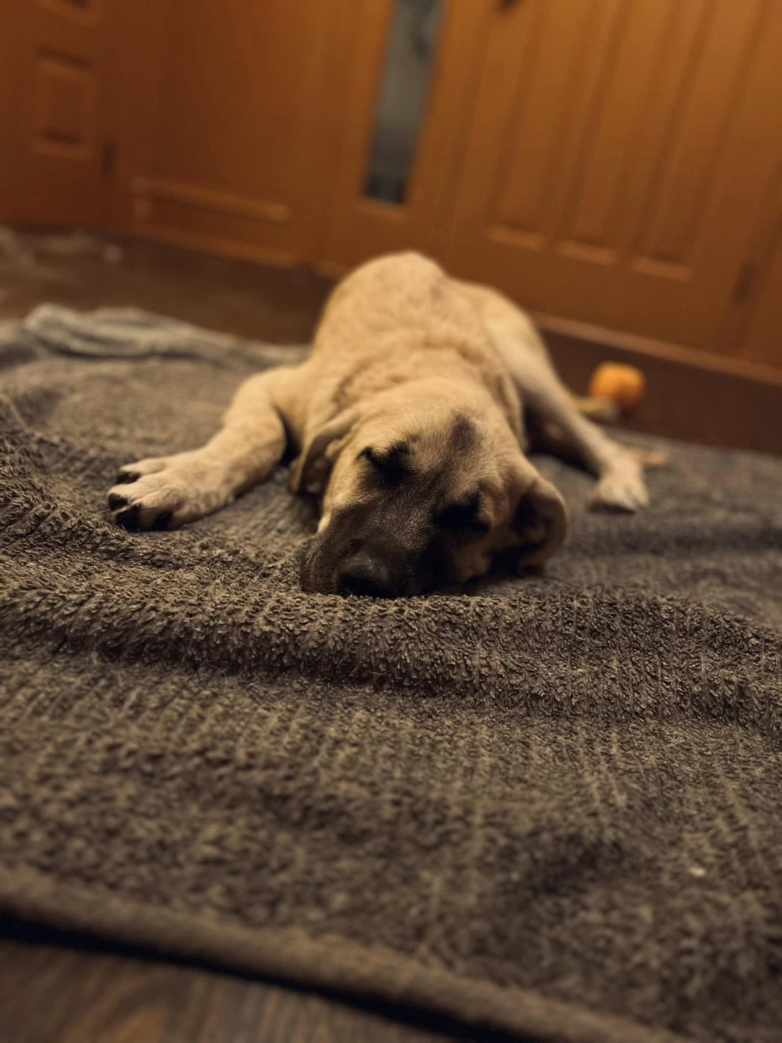 Bearette, an adoptable Anatolian Shepherd in Midway, UT, 84049 | Photo Image 3