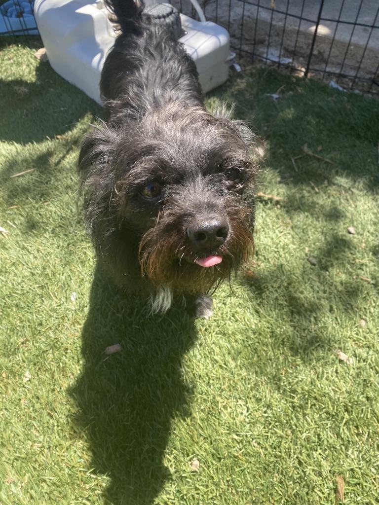 Mittens, an adoptable Schnauzer, Jack Russell Terrier in Midway, UT, 84049 | Photo Image 1