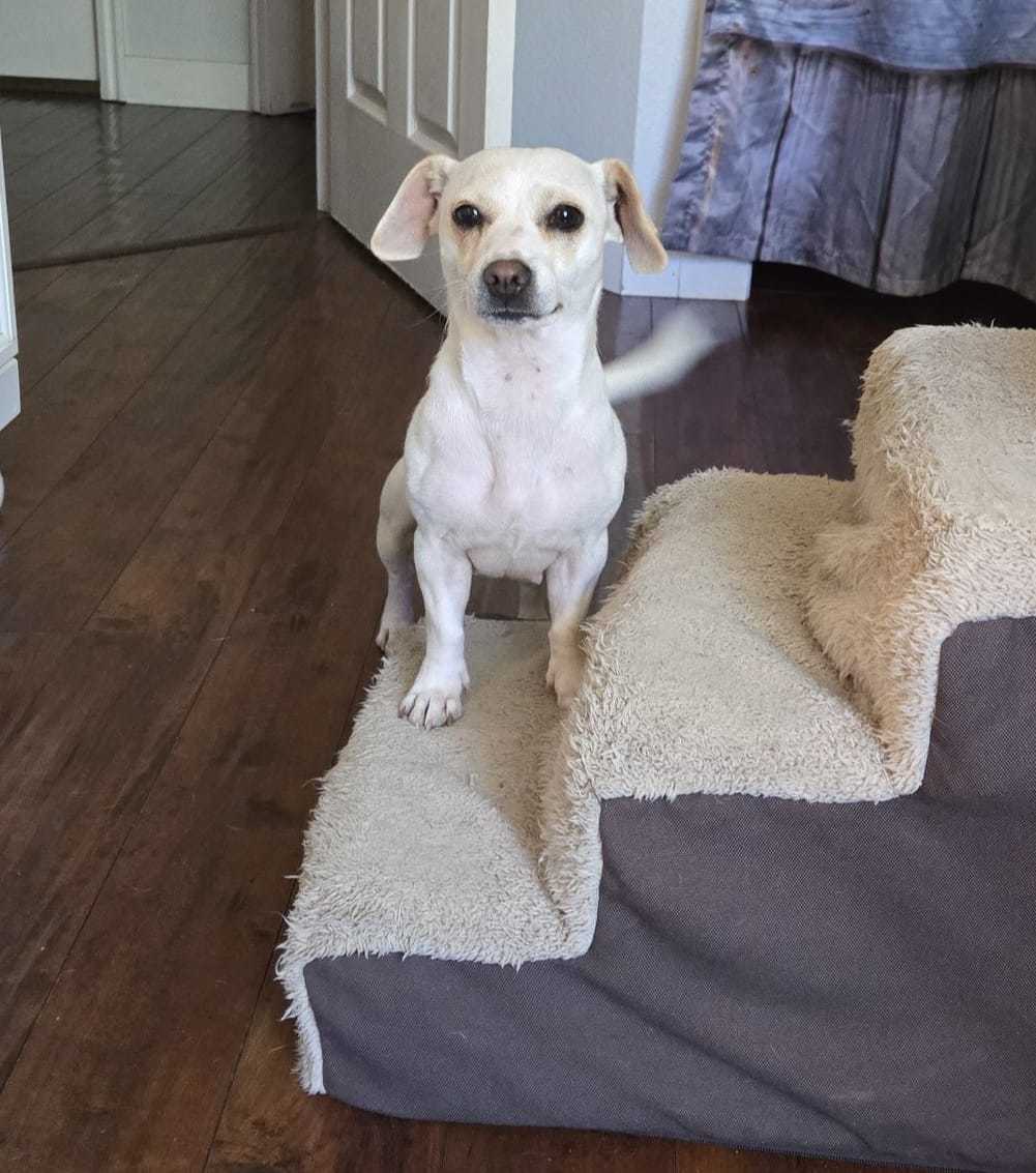 Brooklyn, an adoptable Chihuahua in Midway, UT, 84049 | Photo Image 1