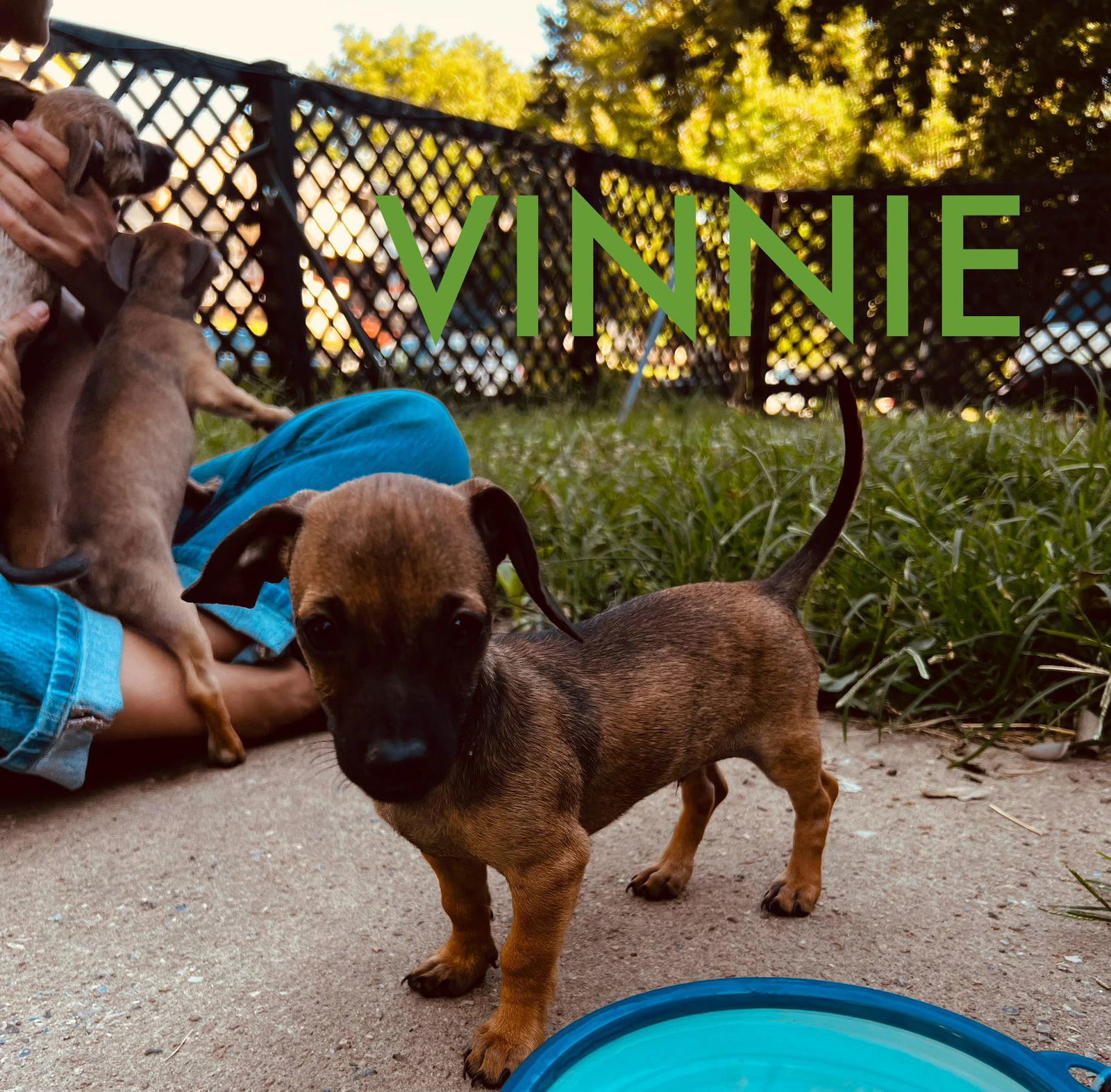 Vinnie, an adoptable Dachshund, Chihuahua in Midway, UT, 84049 | Photo Image 1