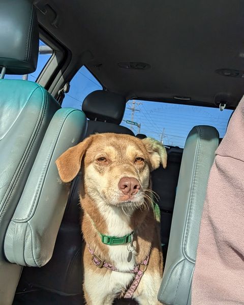 Zena