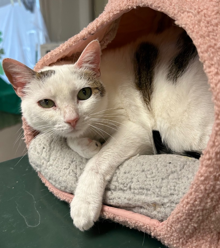 Cat for adoption - 8/30/24 - Kris, a Domestic Short Hair Mix in