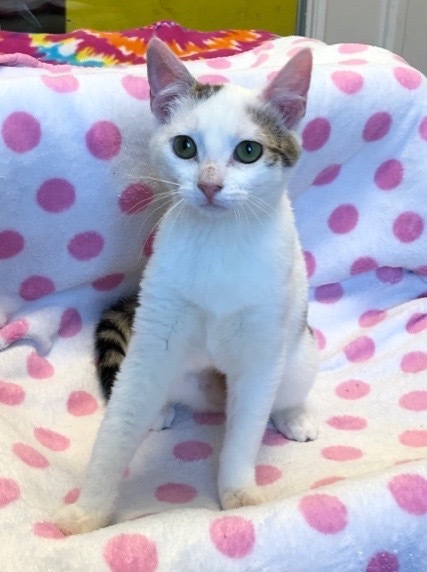 8/30/24 - Kris, an adoptable Domestic Short Hair in Stillwater, OK, 74074 | Photo Image 2