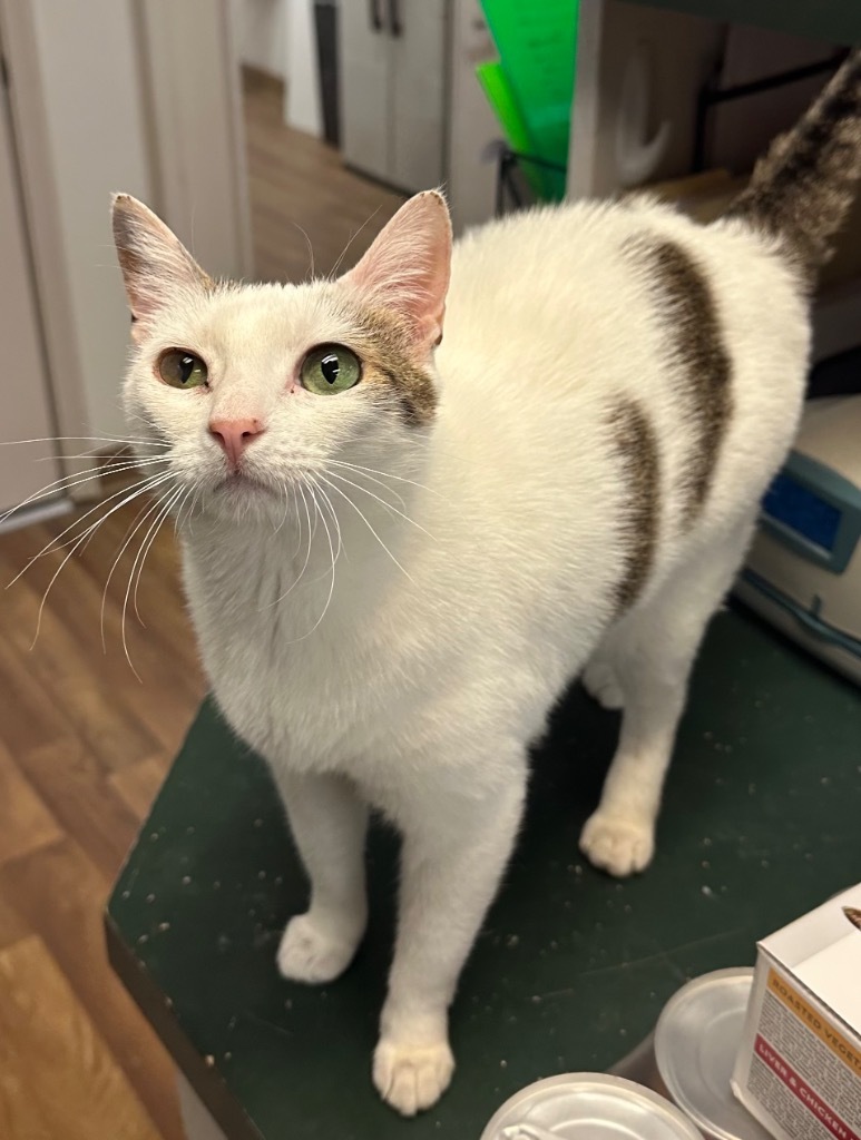 8/30/24 - Kris, an adoptable Domestic Short Hair in Stillwater, OK, 74074 | Photo Image 3