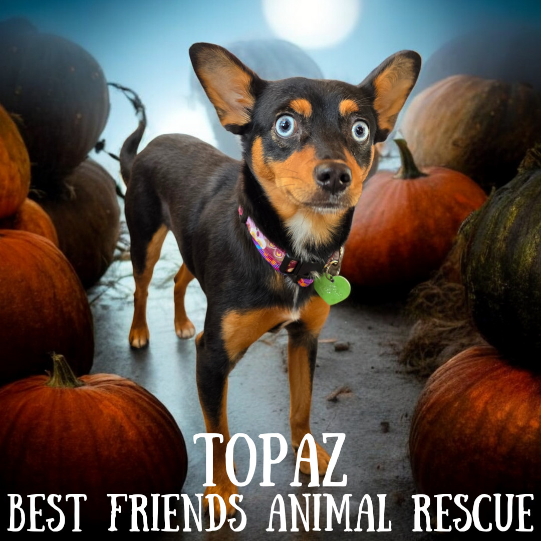 Topaz, an adoptable Miniature Pinscher in Wasilla, AK, 99654 | Photo Image 1