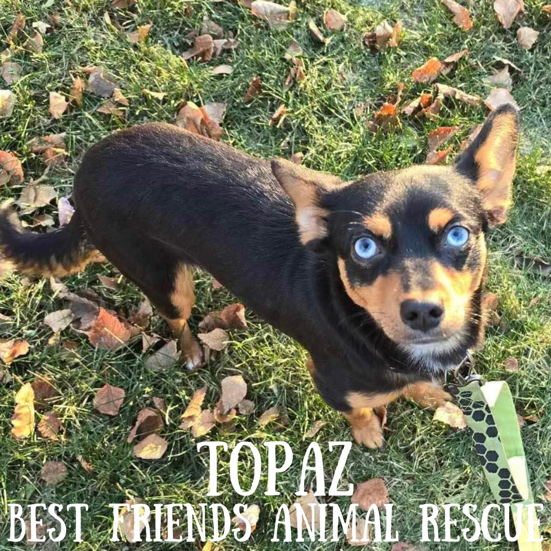 Topaz, an adoptable Miniature Pinscher in Wasilla, AK, 99654 | Photo Image 2