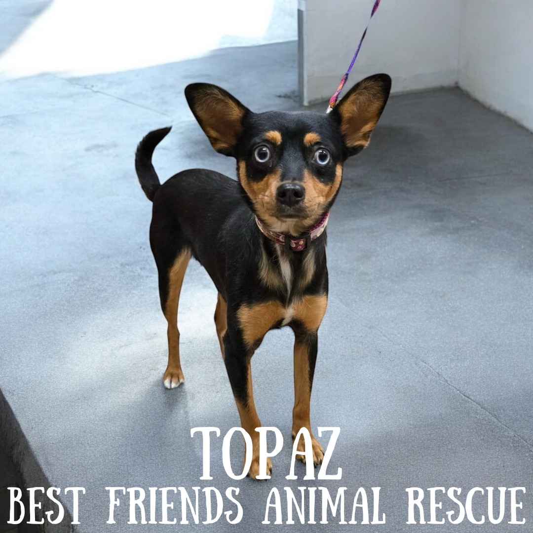 Topaz, an adoptable Miniature Pinscher in Wasilla, AK, 99654 | Photo Image 3