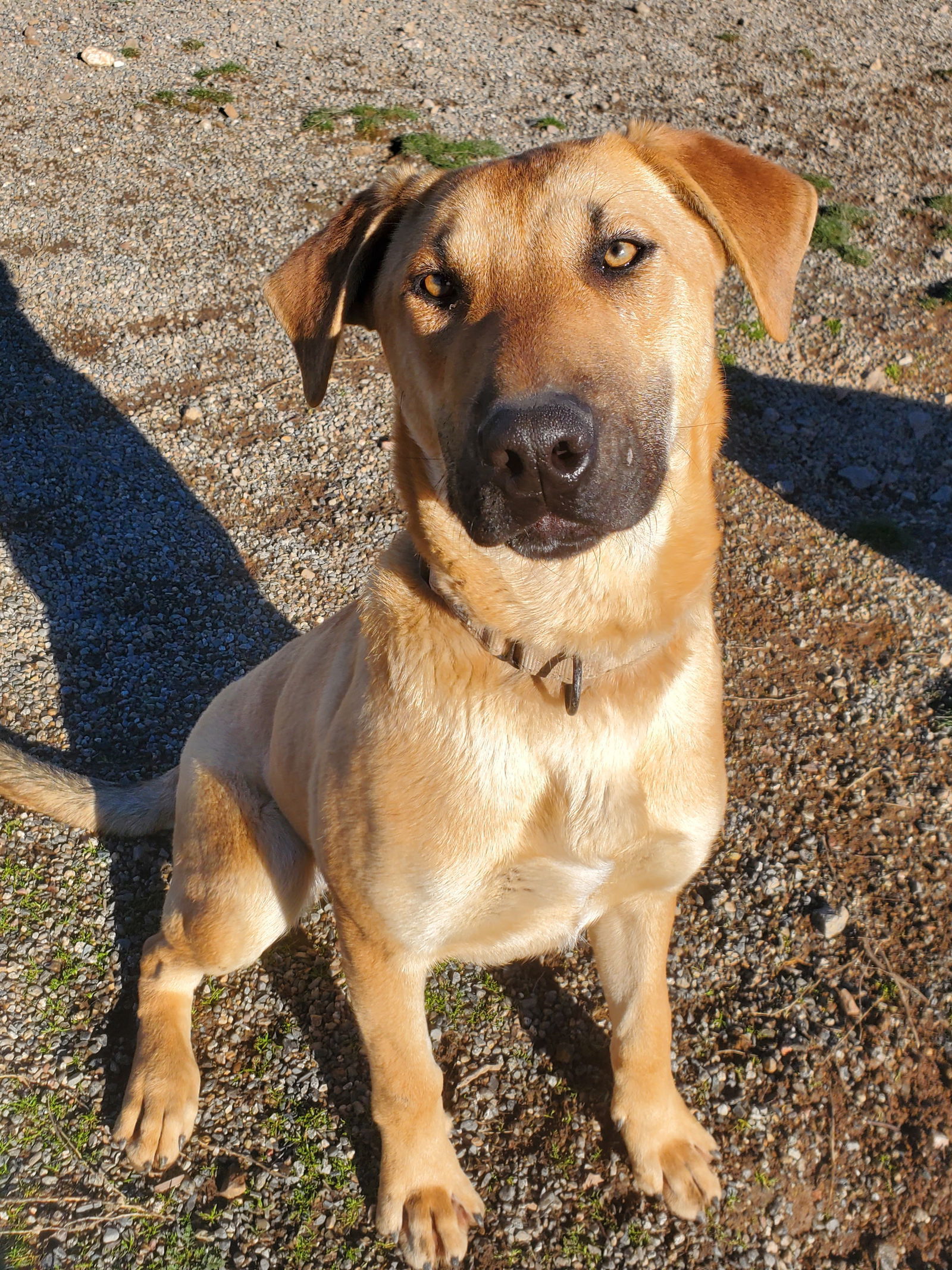 Cal, an adoptable Doberman Pinscher in Yreka, CA, 96097 | Photo Image 1