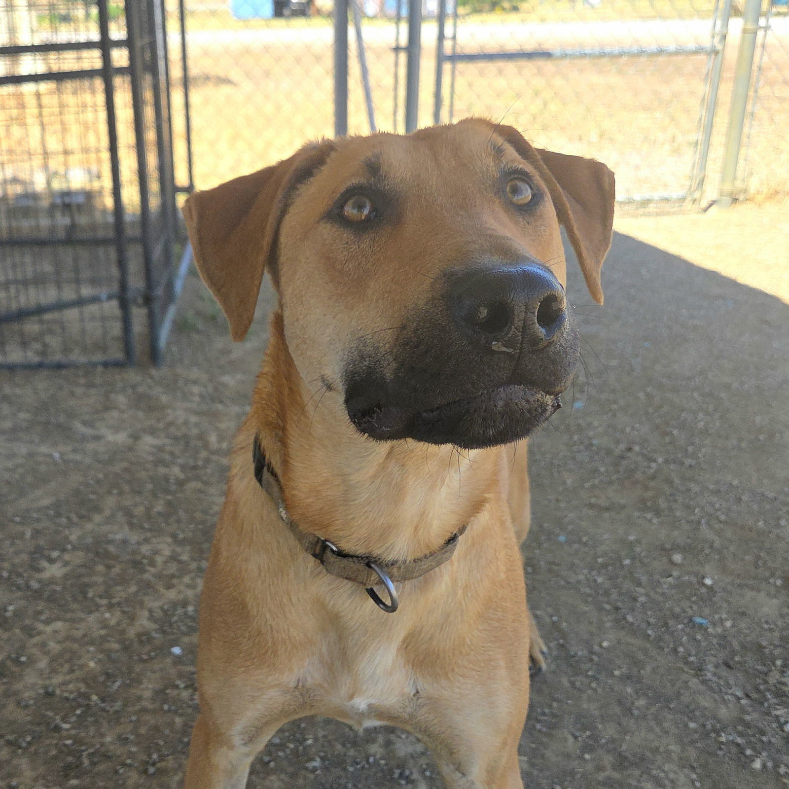 Cal, an adoptable Doberman Pinscher, Labrador Retriever in Yreka, CA, 96097 | Photo Image 1