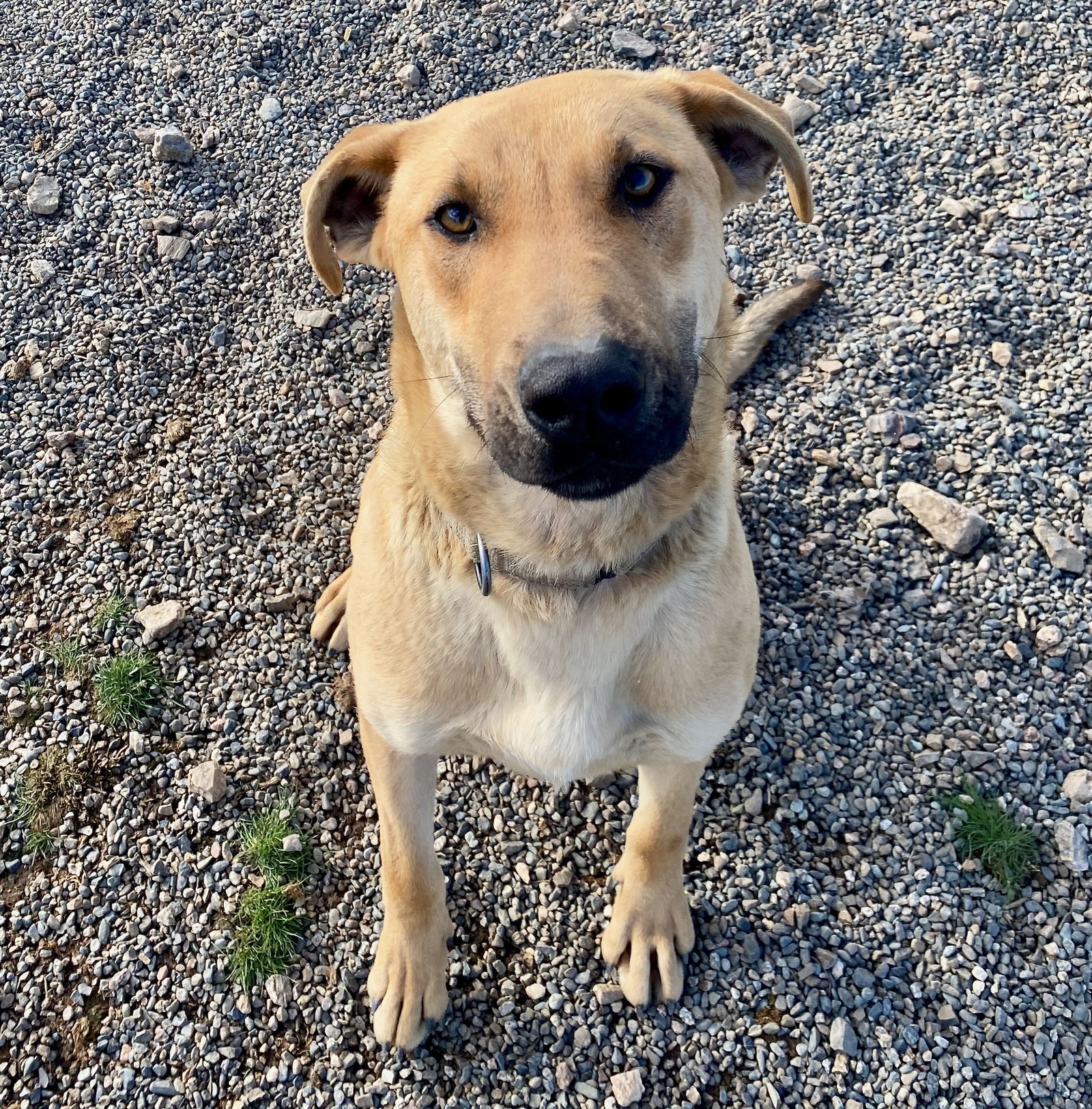 Cal, an adoptable Doberman Pinscher in Yreka, CA, 96097 | Photo Image 2