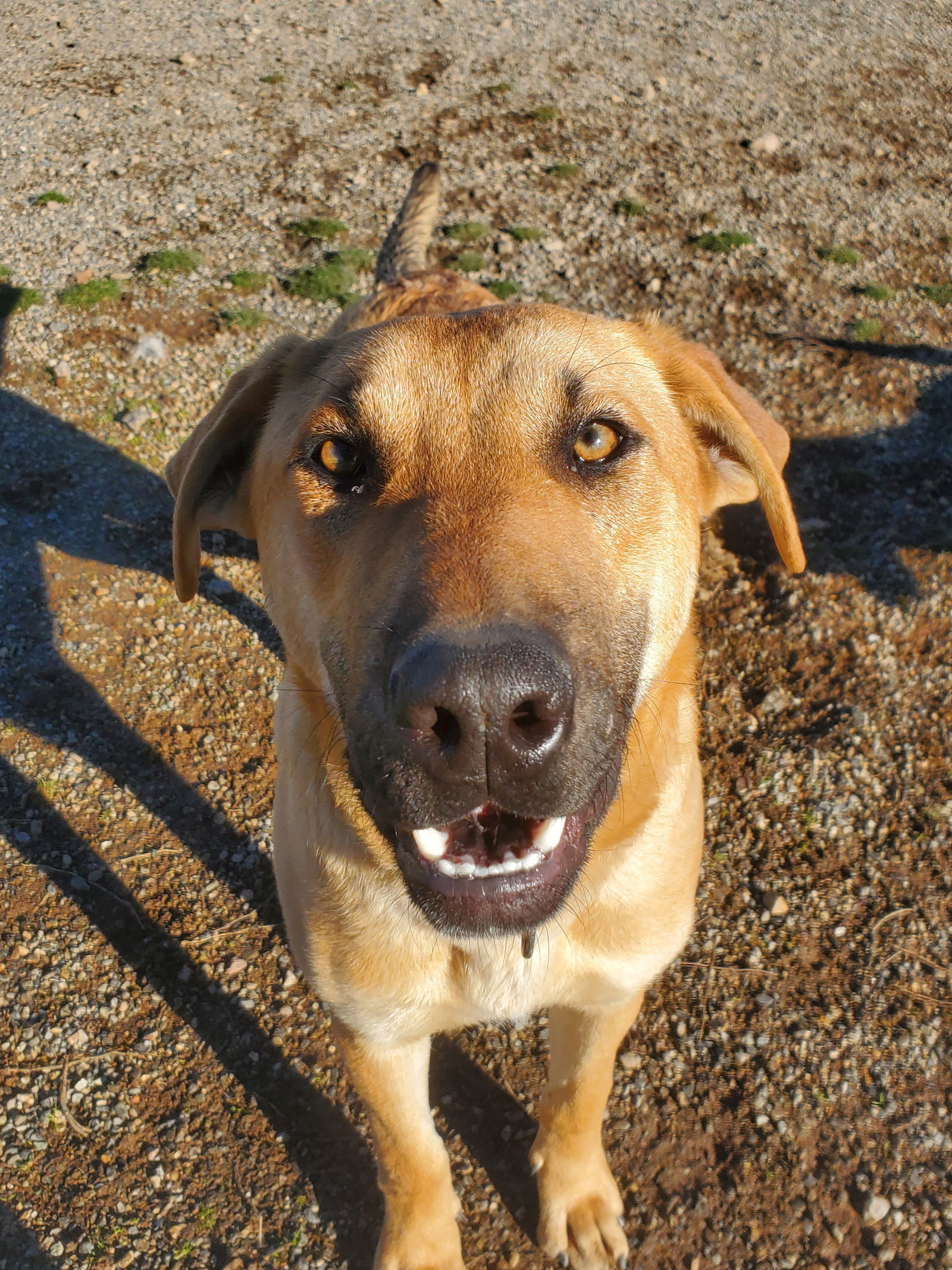 Cal, an adoptable Doberman Pinscher in Yreka, CA, 96097 | Photo Image 3