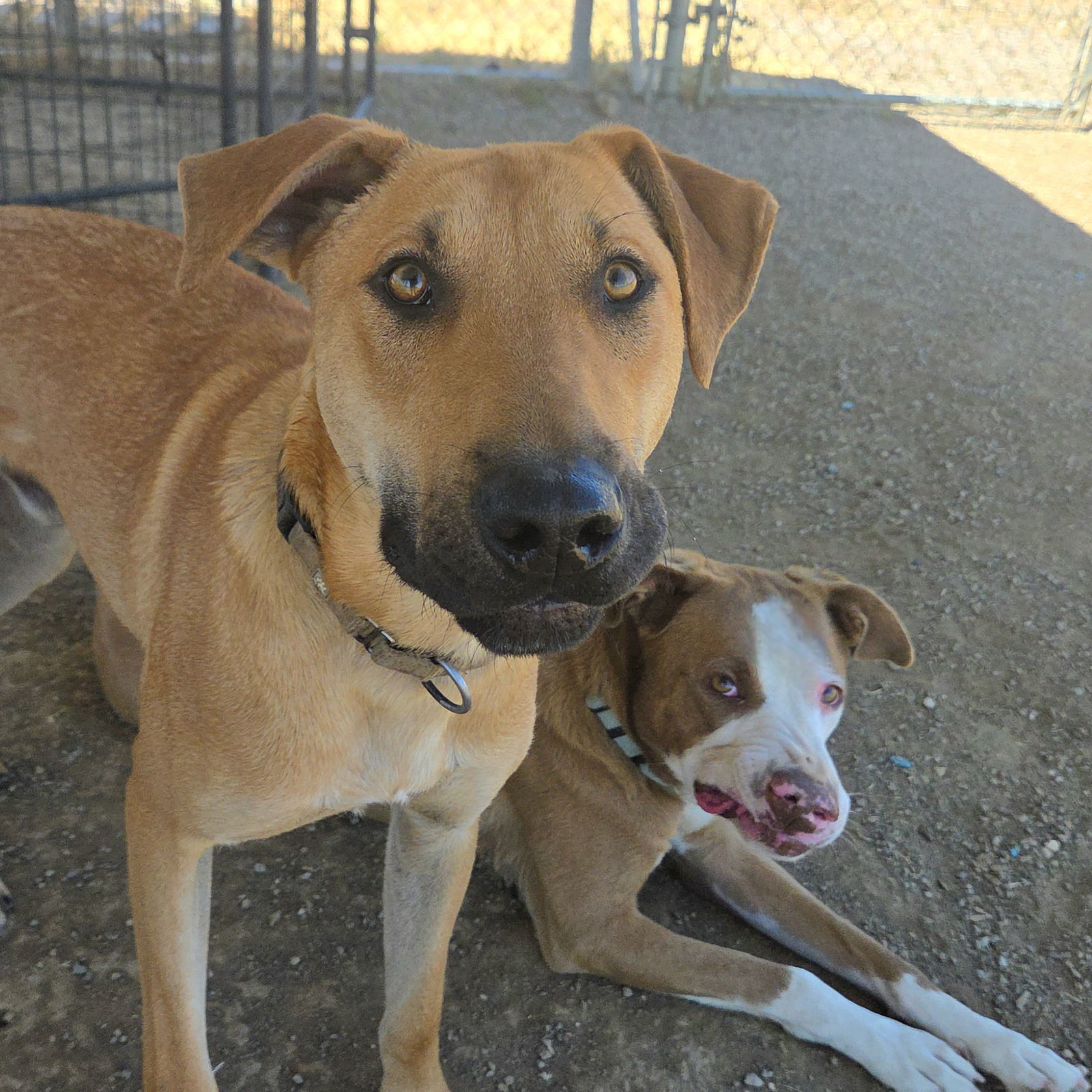 Cal, an adoptable Doberman Pinscher, Labrador Retriever in Yreka, CA, 96097 | Photo Image 3