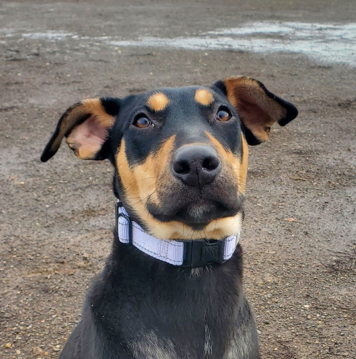 Claire, an adoptable Doberman Pinscher in Yreka, CA, 96097 | Photo Image 1