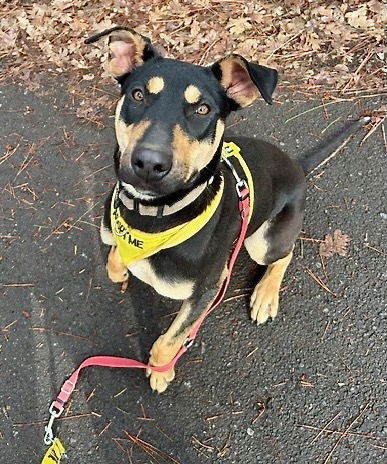 Claire, an adoptable Doberman Pinscher in Yreka, CA, 96097 | Photo Image 2