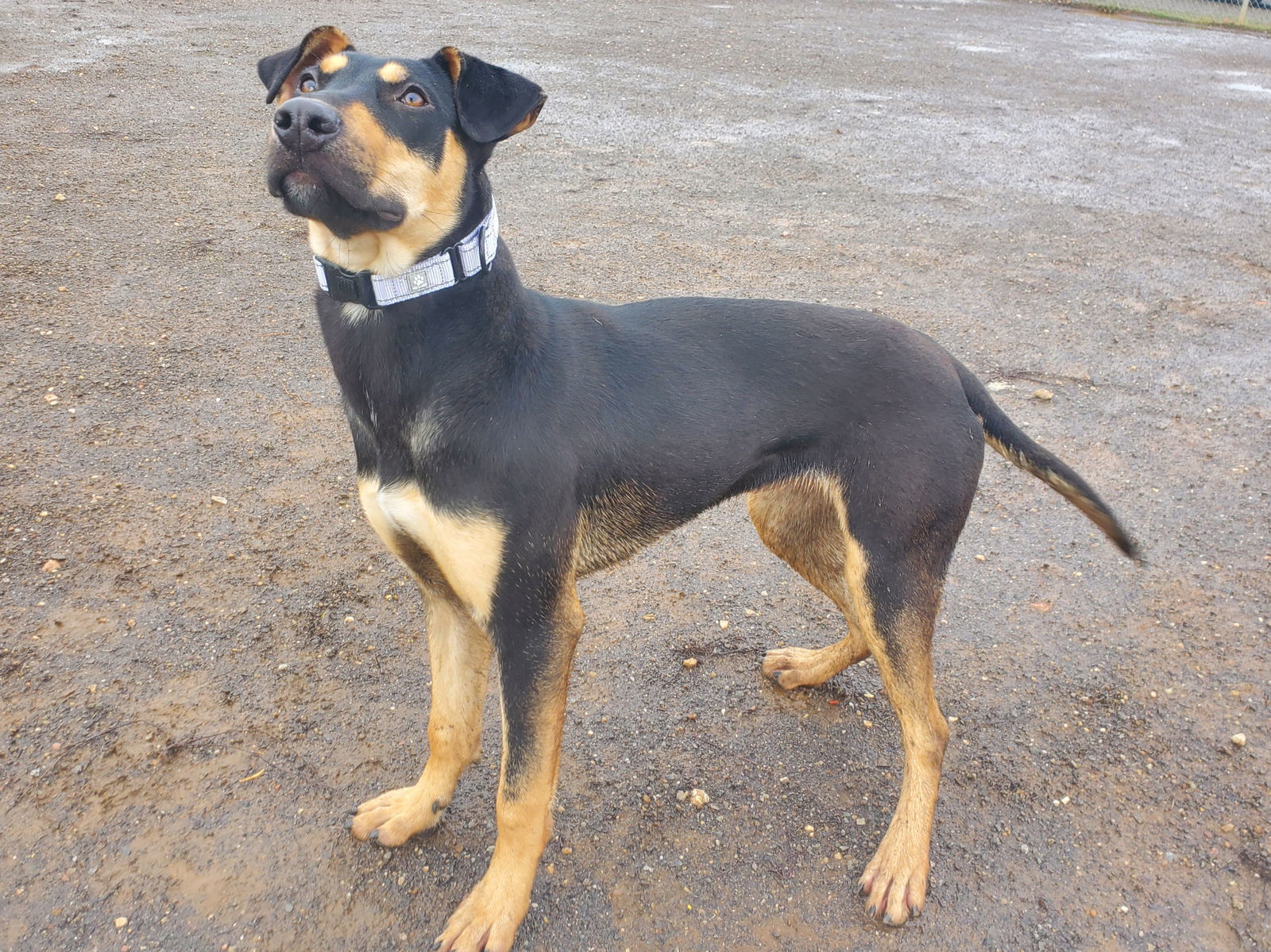 Claire, an adoptable Doberman Pinscher in Yreka, CA, 96097 | Photo Image 3