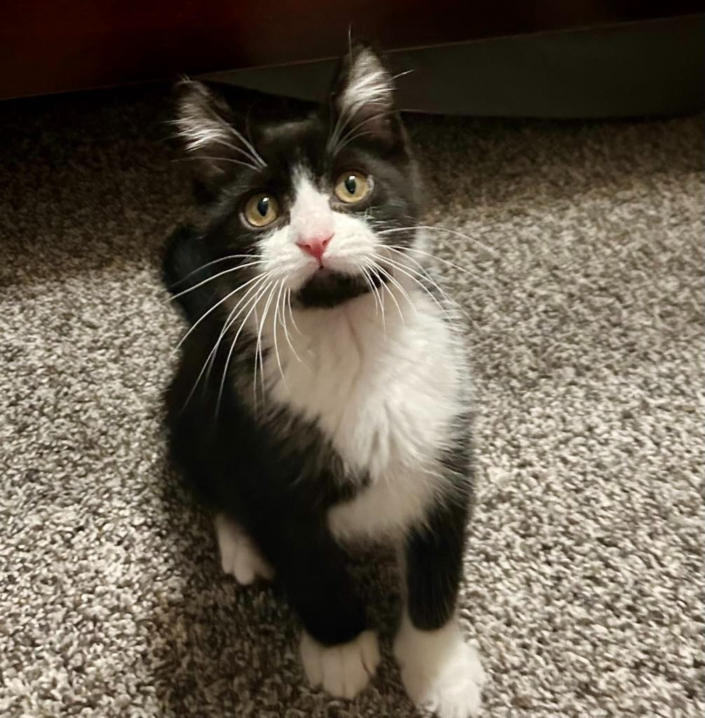 Kirby, an adoptable Domestic Short Hair in Urbandale, IA, 50322 | Photo Image 1