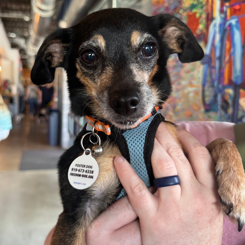 Peggy, an adoptable Chihuahua in Raleigh, NC, 27604 | Photo Image 1
