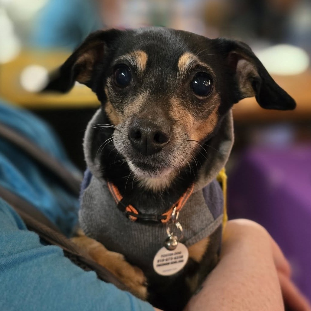 Peggy, an adoptable Chihuahua in Raleigh, NC, 27604 | Photo Image 1